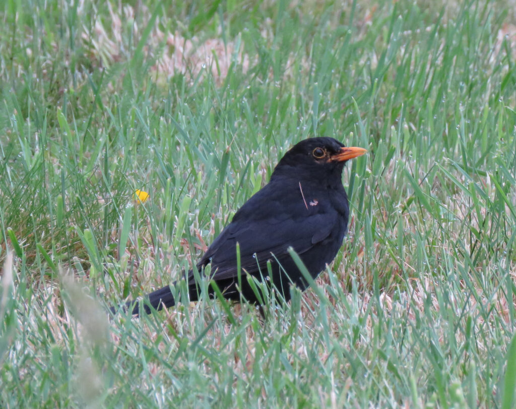 Resultaten 3e kwartaal 2022 voor het speerpuntdier de Merel