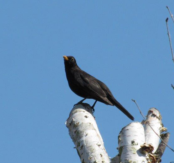 Opnieuw verhoogde sterfte onder merels