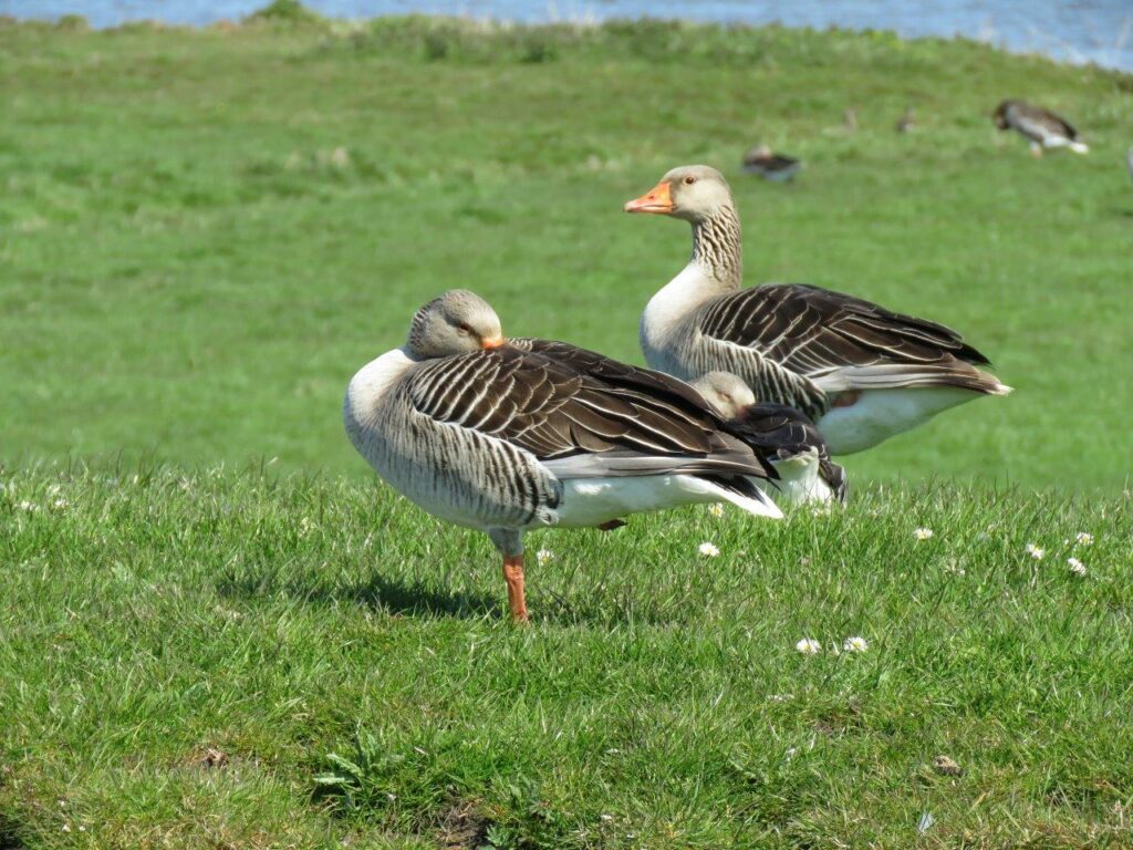 Vogelgriep blijft heersen in Nederland