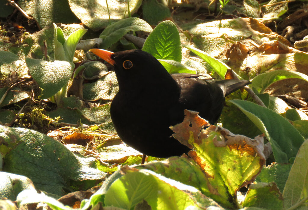 Opnieuw aanzienlijke sterfte onder merels door usutu