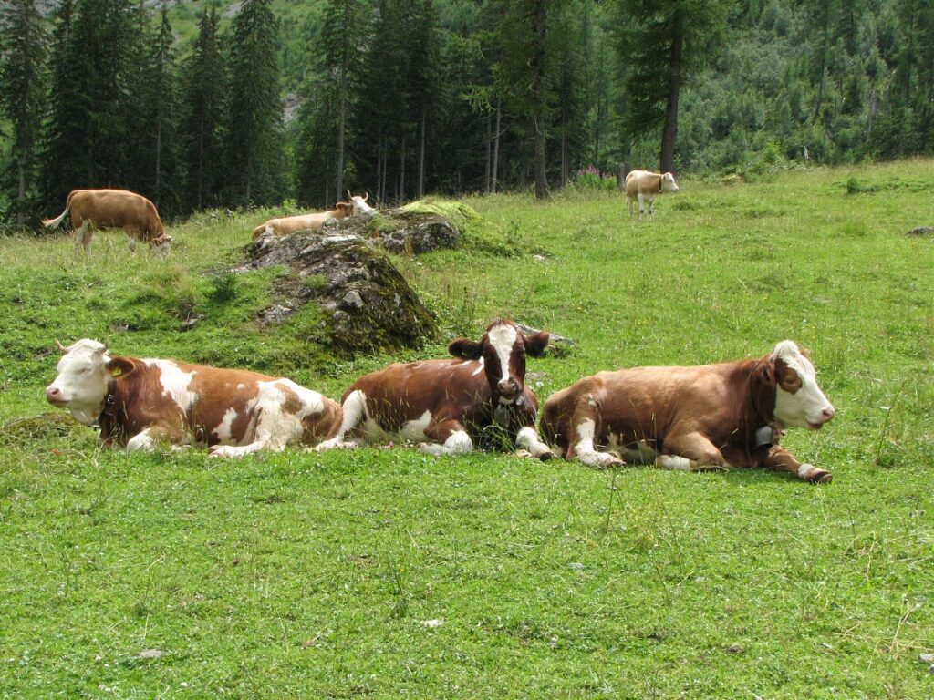 Italië: Eerste uitbraak van epizootic hemorrhagic disease in Europa