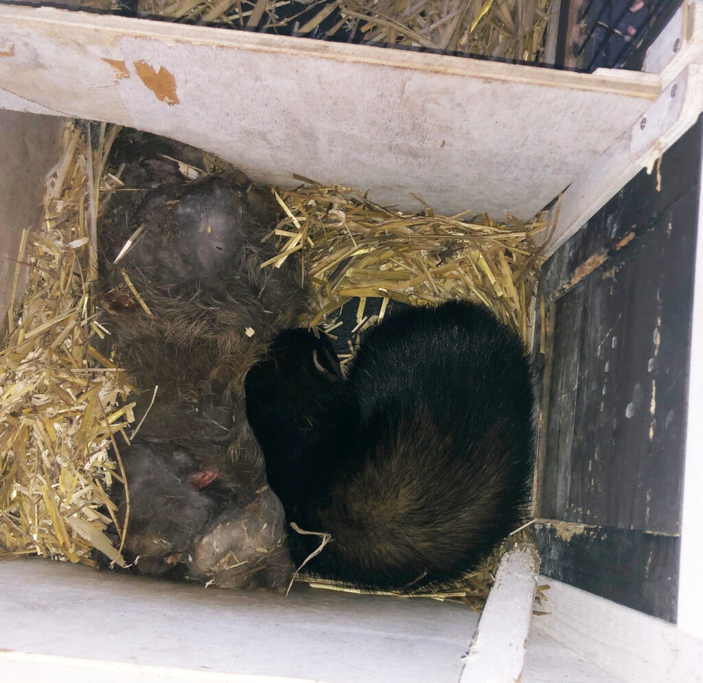 Bunzing doodt konijn, maar gaat zelf ook dood door het letsel dat het konijn hem toebracht