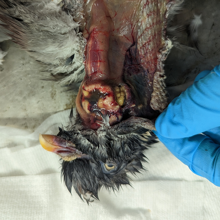 Houtduif met Trichomonas infectie op sectietafel waarbij de kazige brei bovenin de luchtpijp zichtbaar is 