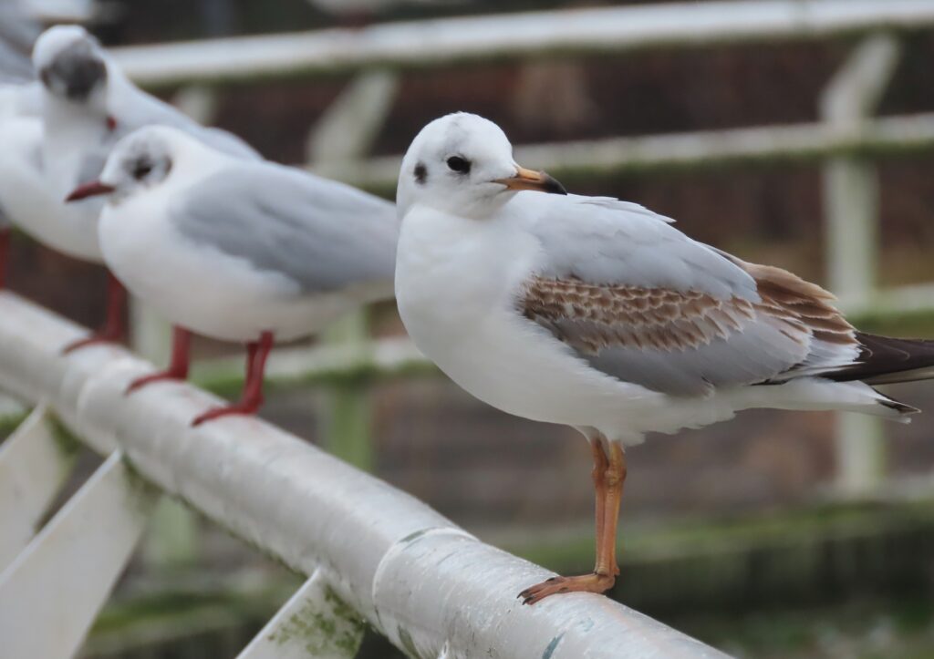Vogelgriep circuleert weer onder wilde vogels
