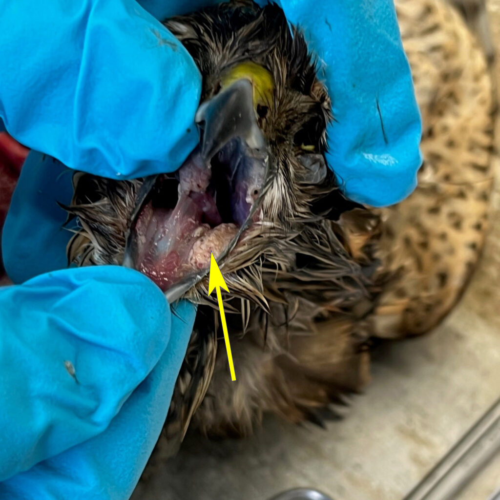 wit-gelige aanslag op slijmvlies van snavelholte van een sperwer