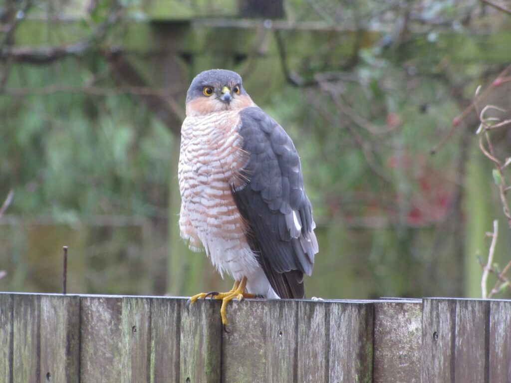 Een sperwer met meerdere ziekten