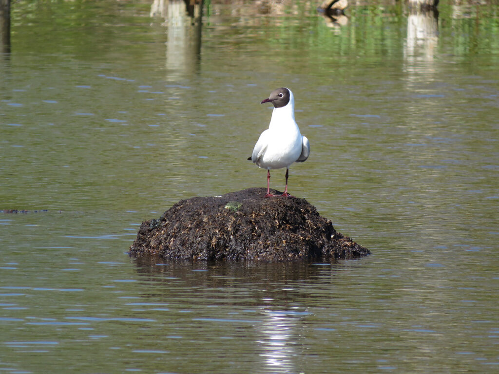Hoe kunnen we vogelgrieprisico’s voor vogelkolonies verminderen?