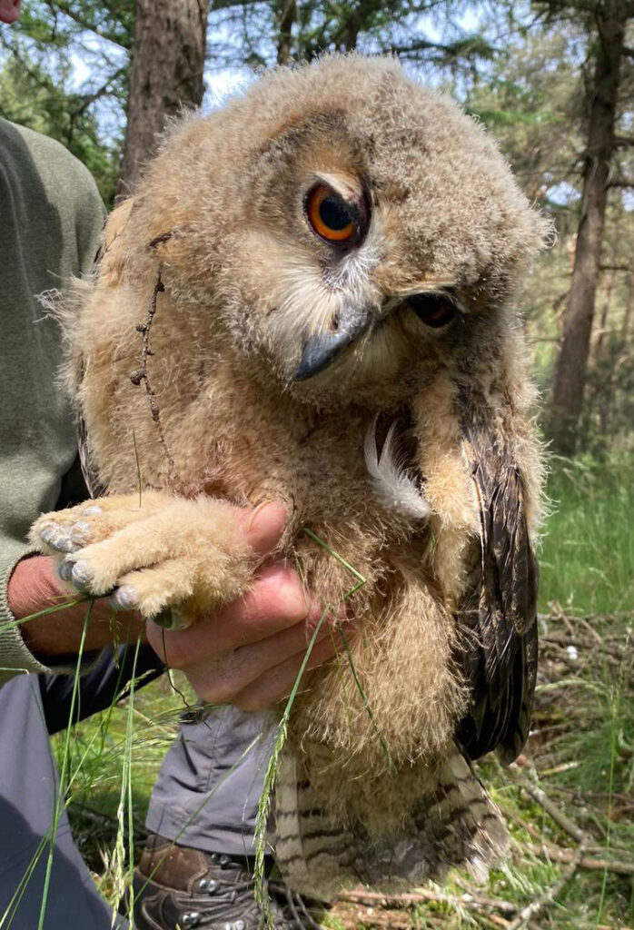 Jonge oehoe dood door vogelgriep