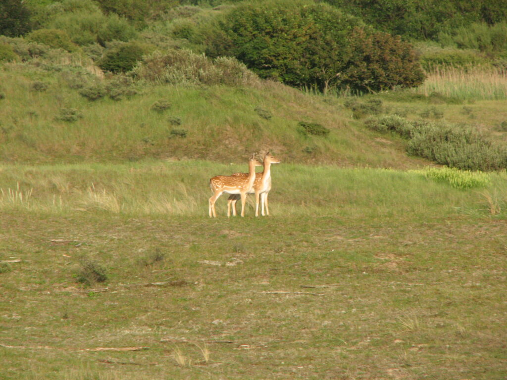 Eindbericht onderzoek naar covid bij hertachtigen in Nederland