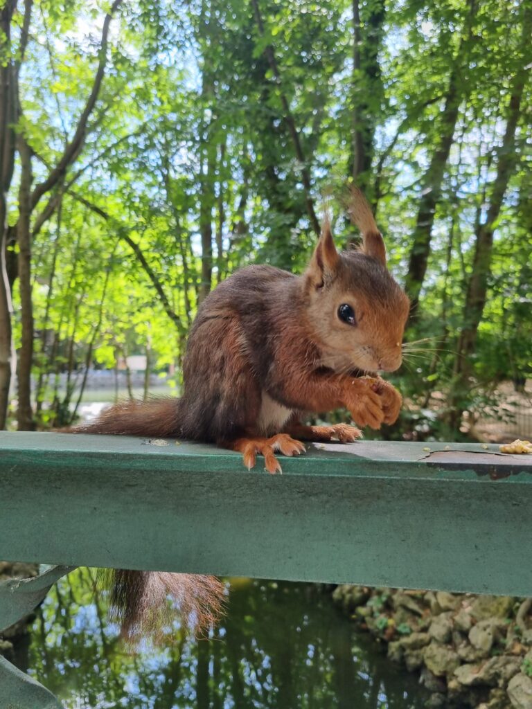 Bijzondere gevallen bij rode eekhoorns