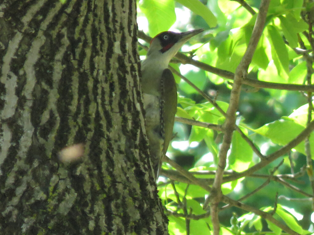 Groene specht met hersenontsteking door toxoplasma
