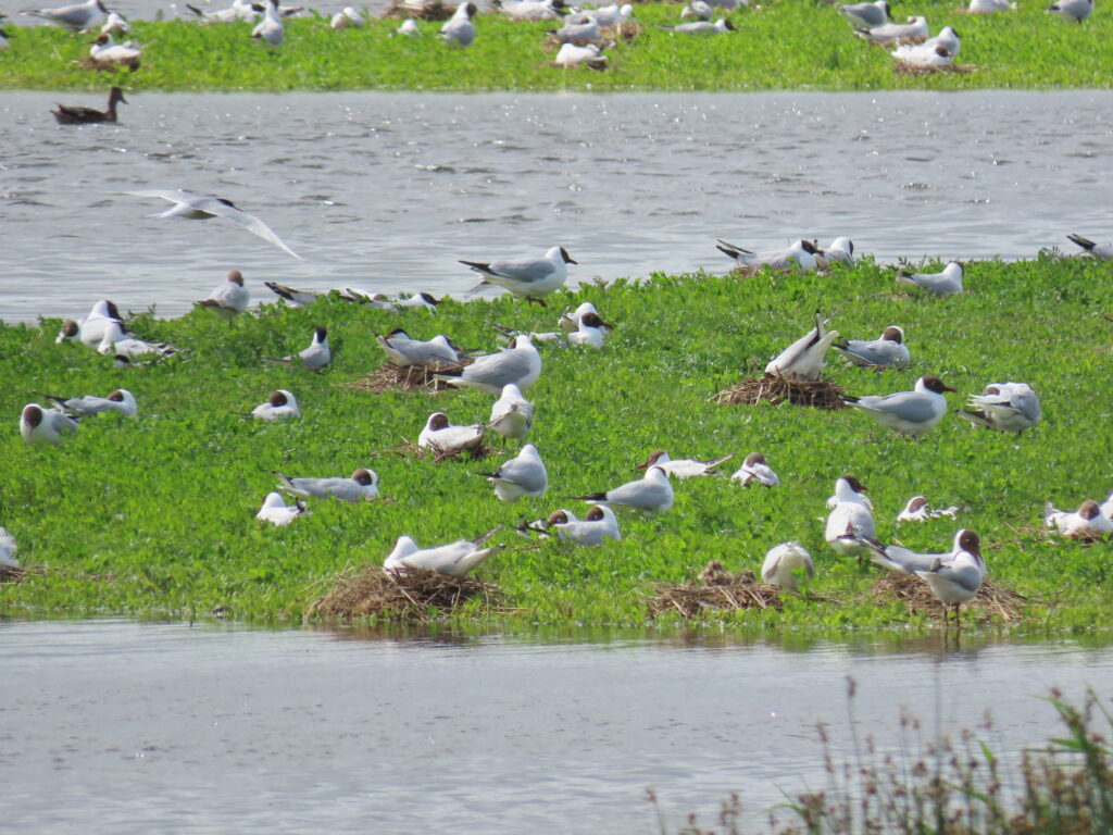 Rustige periode maar vogelgriepvirus nog niet weg