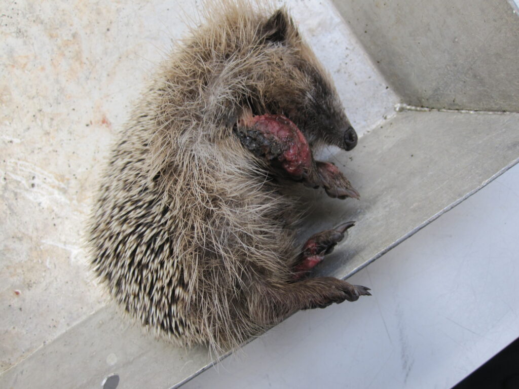 Egel met zweren op de poten door C. ulcerans bacterie