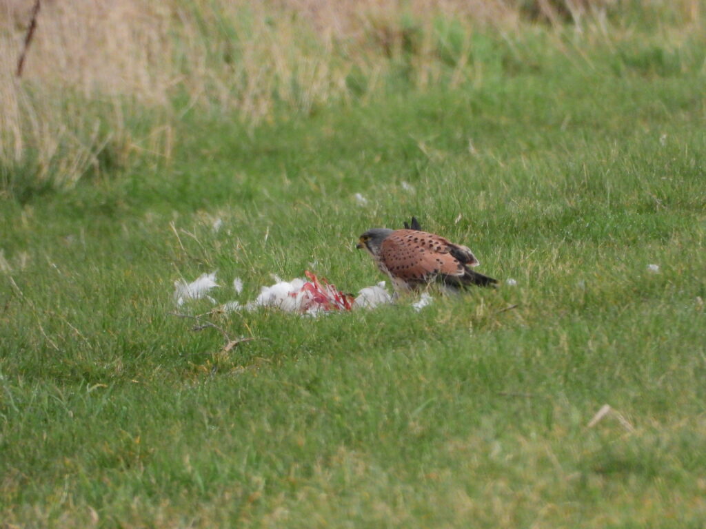 Vogelgriep aangetroffen bij torenvalk