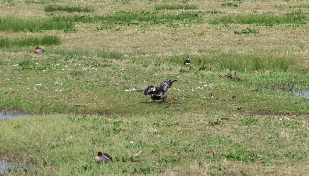 Vogelgriep weer tot in broedseizoen aanwezig