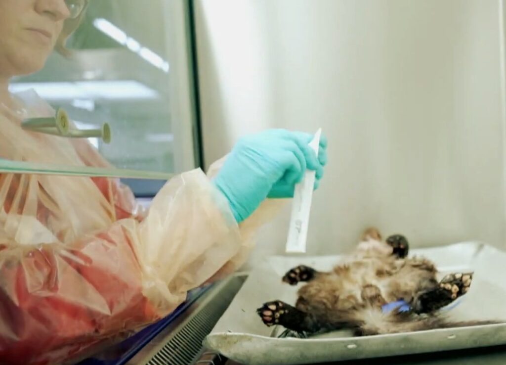 Zoönosendossier van de faculteit Diergeneeskunde