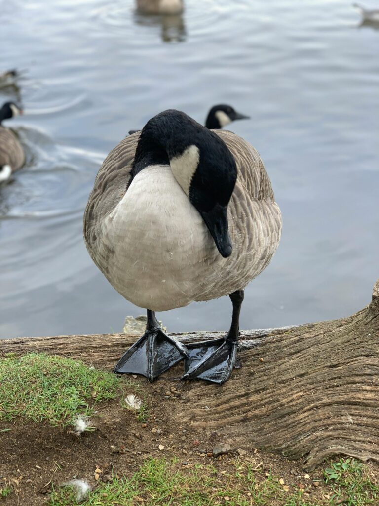 Situatie rondom vogelgriepuitbraak: eerste positieve testresultaten binnen