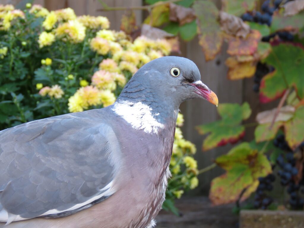 Newcastle Disease gevonden in een duif in Groningen, onderzoek in andere gebieden loopt nog