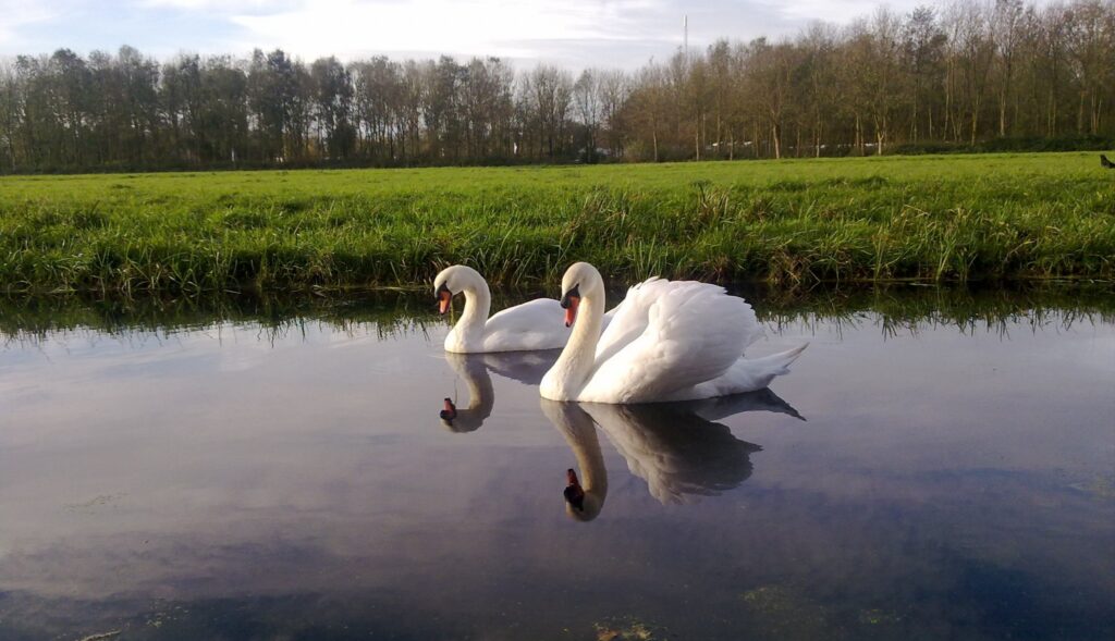 Onderzoek loopt naar signalen vogelgriep in het noorden van Nederland