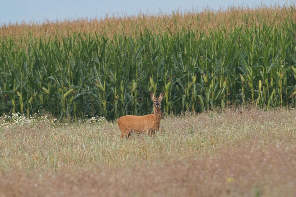 Resultaten reeënbloedmonsteronderzoek 2024-2025