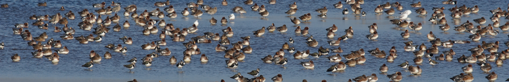 Een vogelgriepuitbraak: wat te doen?
