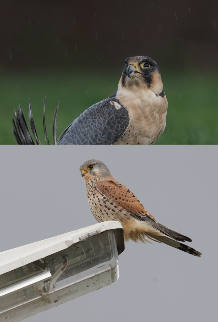 Resultaten DWHC-speerpuntdieren Torenvalk en Slechtvalk