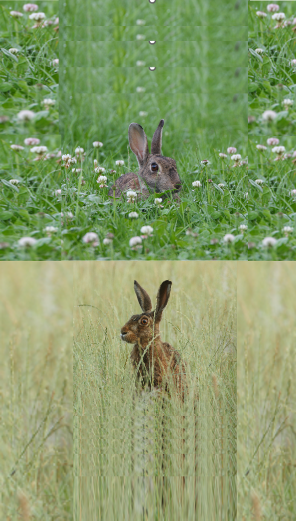 Speerpuntdieren van 2026: het wilde konijn en de haas!