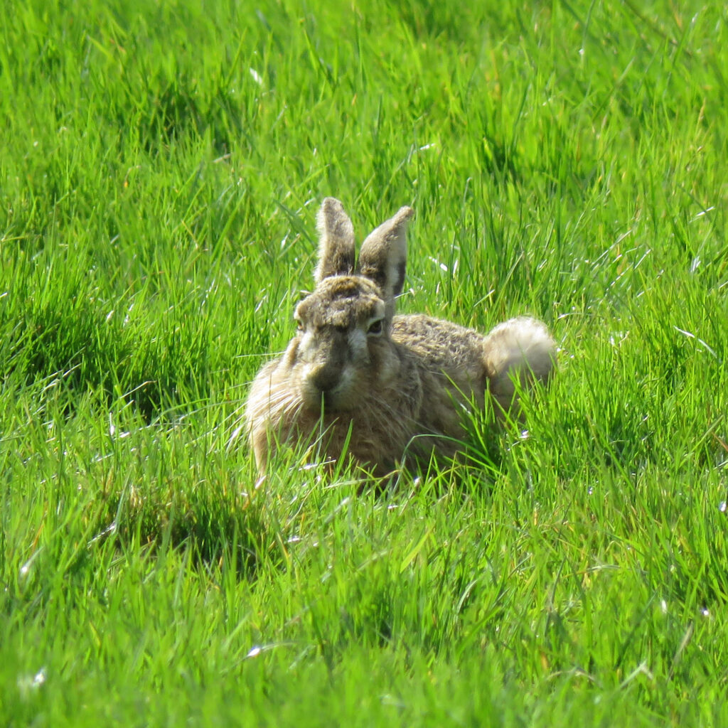 Update verspreiding hazenmyxomatose