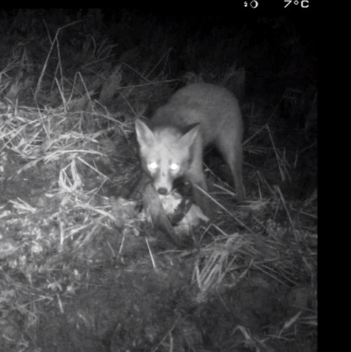 Vogelgriepsurveillance in wilde carnivoren en aas-etende zoogdieren optimaliseren