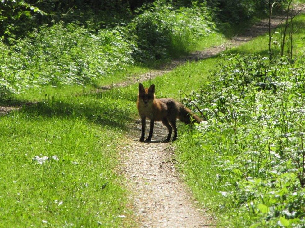 Resultaten onderzoek vossen uit Friesland